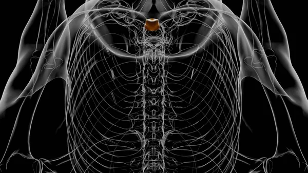 Scheletro Umano Processo Xiphoid Anatomia Illustrazione — Foto Stock