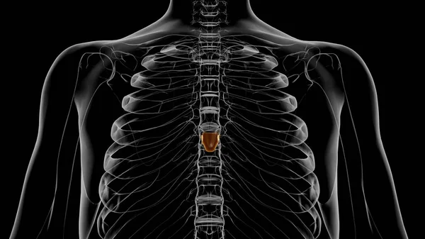 Human Skeleton Xiphoid Process Anatomy Illustration — Stock fotografie