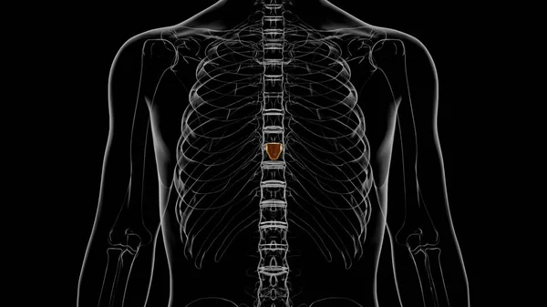 Human Skeleton Xiphoid Process Anatomy Illustration — Stock Photo, Image