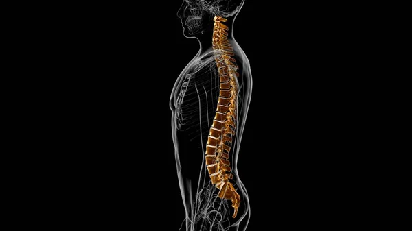 Human Skeleton Vertebral Column Vertebrae Anatomy 3D Illustration