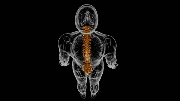 Human Skeleton Vertebral Column Vertebrae Anatomy 3D Illustration