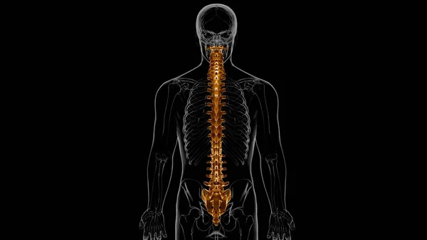 Människans Skelett Vertebral Kolumn Vertebrae Anatomi Illustration — Stockfoto