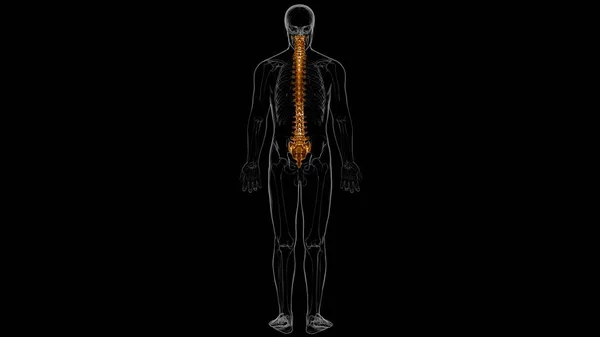 Nsan Skeleti Omurgası Omurga Anatomisi Llüstrasyon — Stok fotoğraf