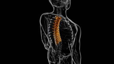 İnsan İskeleti Omurgası Torasik Omurga Anatomisi 3D İllüstrasyon