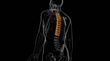 İnsan İskeleti Omurgası Torasik Omurga Anatomisi 3D İllüstrasyon