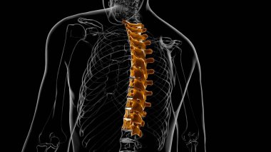 İnsan İskeleti Omurgası Torasik Omurga Anatomisi 3D İllüstrasyon