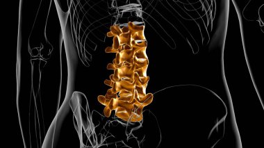 Human Skeleton Vertebral Column Lumbar Vertebrae Anatomy 3D Illustration clipart