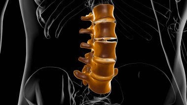 İnsan İskeleti Omurgası Bel Bel Omurgası Anatomi 3D Görüntü