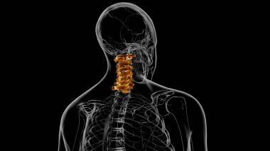 İnsan İskeleti Omurgası Servikal Omurga Anatomisi 3D İllüstrasyon