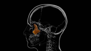 Tıbbi Konsept için İnsan İskeleti Kafatası Zygomatik Kemik Anatomisi 3 boyutlu İllüstrasyon