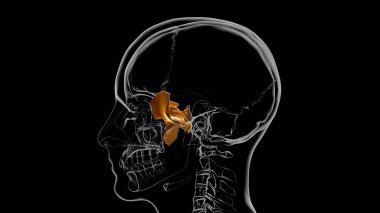 İnsan İskeleti Kafatası Sfenoid Kemik Anatomisi Tıbbi Konsept 3D İllüstrasyon