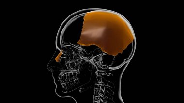 Tıbbi Konsept için İnsan İskeleti Kafatası Kafatası Kafatası Kemik Anatomisi 3 boyutlu İllüstrasyon