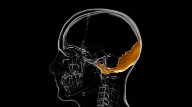 İnsan iskeleti Kafatası Oksipital Kemik Anatomisi Tıbbi Konsept 3 boyutlu İllüstrasyon