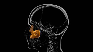 İnsan iskeleti Kafatası Maxillal Kemik Anatomisi Tıbbi Konsept 3D Görüntü