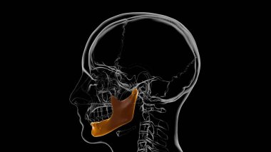 Tıbbi Konsept için İnsan İskeleti Kafatası Çene Kemiği Anatomisi 3 boyutlu Görüntü