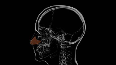 İnsan iskeleti Septal burun kıkırdağı Anatomi 3D Görüntü