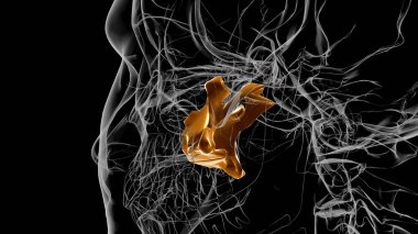 İnsan iskeleti palatin kemiği anatomi 3D illüstrasyon