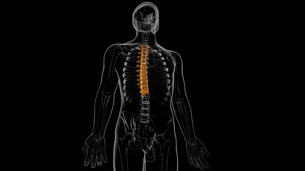 Human Skeleton Vertebral Column Thoracic Vertebrae Anatomy 3D Illustration