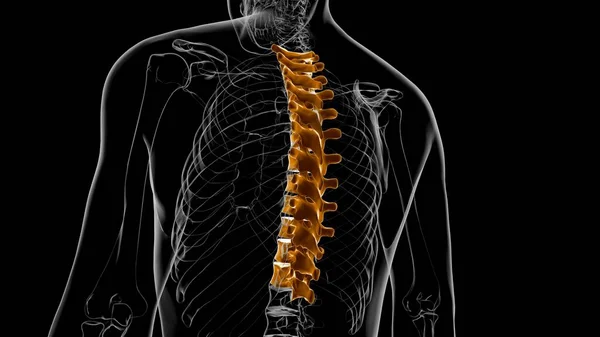 Human Skeleton Vertebral Column Thoracic Vertebrae Anatomy 3D Illustration