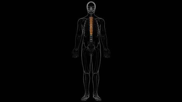 Columna Vertebral Esqueleto Humano Vértebras Torácicas Anatomía Ilustración —  Fotos de Stock