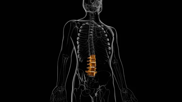 Human Skeleton Vertebral Column Lumbar Vertebrae Anatomy 3D Illustration