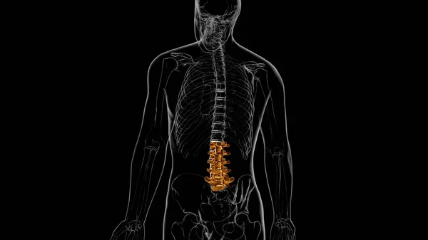 Human Skeleton Vertebral Column Lumbar Vertebrae Anatomy 3D Illustration