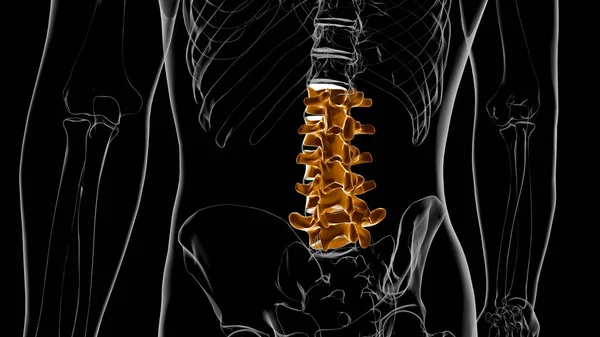 Human Skeleton Vertebral Column Lumbar Vertebrae Anatomy 3D Illustration