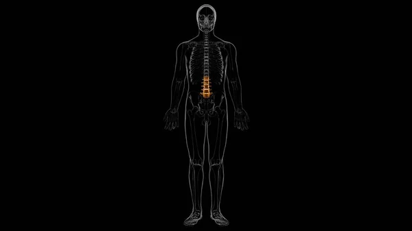 Human Skeleton Vertebral Column Lumbar Vertebrae Anatomy 3D Illustration