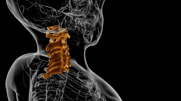 Ανθρώπινος Σκελετός Εγκεφαλική Στήλη Αυχενική Ανατομική Τρισδιάστατη Απεικόνιση — Φωτογραφία Αρχείου