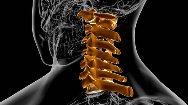 Människans Skelett Vertebral Kolumn Cervikala Vertebrae Anatomi Illustration — Stockfoto