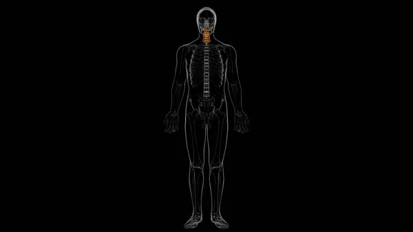 Menschliches Skelett Wirbelsäule Halswirbel Anatomie Illustration — Stockfoto