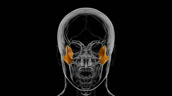 Anatomia Óssea Zigomática Crânio Esqueleto Humano Para Ilustração Médica Conceito — Fotografia de Stock