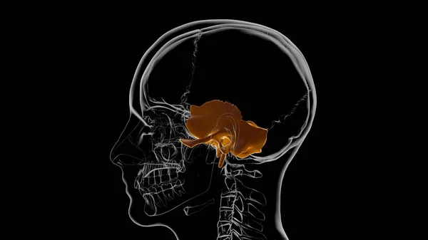 Anatomia Ossea Temporale Del Cranio Dello Scheletro Umano Illustrazione Medica — Foto Stock