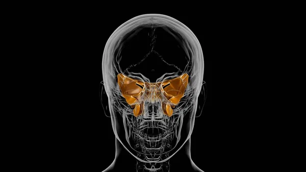 Human Skeleton Skull Sphenoid Bone Anatomy Medical Concept Illustration — Stock Photo, Image