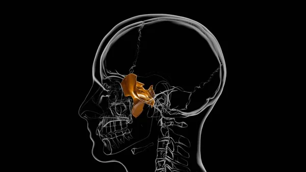 Human Skeleton Skull Sphenoid Bone Anatomy Medical Concept Illustration — Stock fotografie