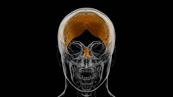 Human Skeleton Skull Parietal Bone Anatomy Medical Concept Illustration — Stock fotografie