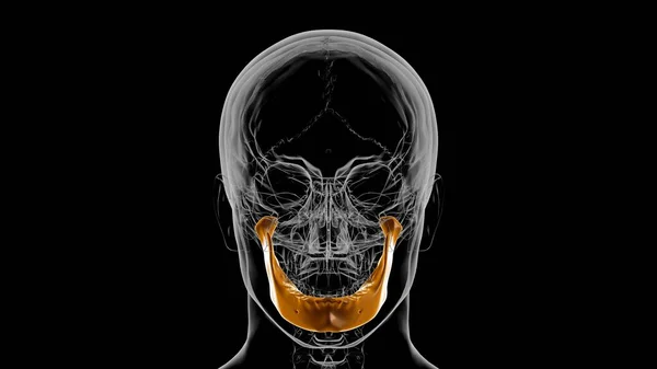 Anatomia Óssea Mandíbula Crânio Esqueleto Humano Para Ilustração Médica Conceito — Fotografia de Stock