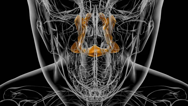 Esqueleto Humano Esqueleto Palatino Anatomia Óssea Ilustração — Fotografia de Stock