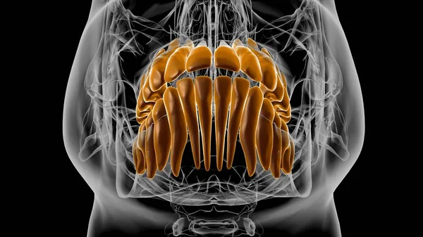 Ilustrasi Anatomi Manusia Untuk Konsep Medis — Stok Foto