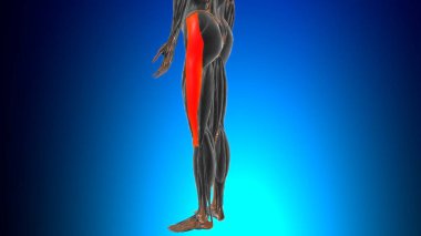 Tıbbi Konsept için Iliotibial Yolu veya bant Anatomisi 3B İllüstrasyon