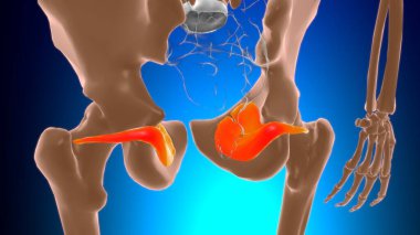 Tıbbi Konsept 3B Görüntü için Obturator internus kas anatomisi