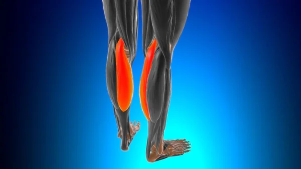 Mediaal Hoofd Van Gastrocnemius Muscle Anatomy Medical Concept Illustration — Stockfoto