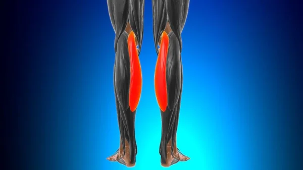 Cabeza Media Anatomía Del Músculo Gastrocnemio Para Ilustración Del Concepto —  Fotos de Stock