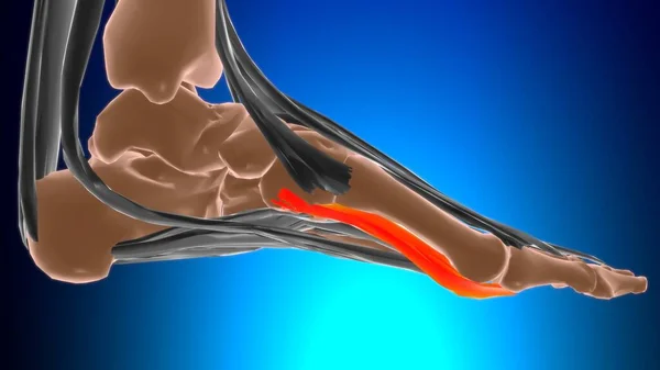 Medikal Konsept 3D Görüntü için Esnek Halüsinasyon Bölümü Başkanı Anatomi