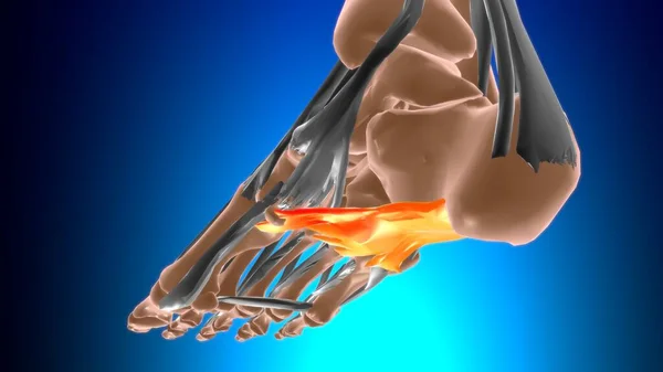 Anatomía Larga Del Ligamento Plantar Para Ilustración Del Concepto Médico — Foto de Stock