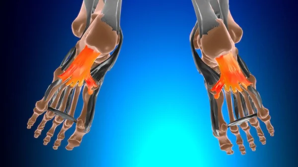 Lång Plantar Ligament Anatomi För Medicinskt Koncept Illustration — Stockfoto