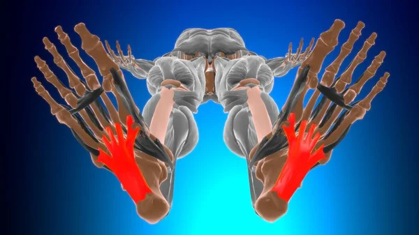 Anatomie Für Medizinisches Konzept Illustration — Stockfoto