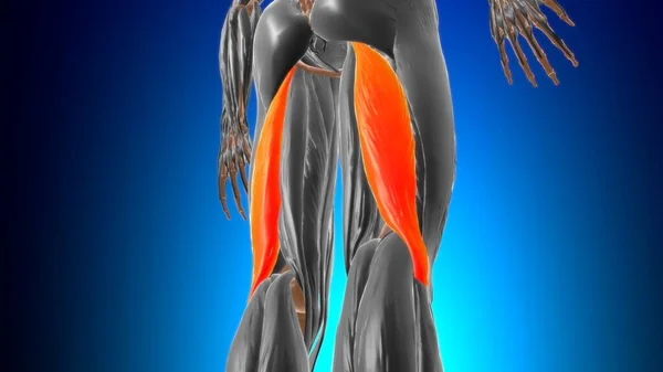 Longue Tête Biceps Femoris Anatomie Musculaire Pour Concept Médical Illustration — Photo