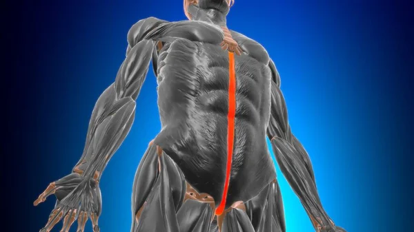 Anatomy Linea Alba Medical Concept Illustration — стокове фото