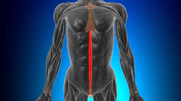 Anatomía Linea Alba Para Concepto Médico Ilustración —  Fotos de Stock